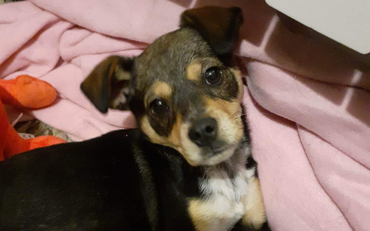 Zbiórka szansa na całą łapkę - zdjęcie główne