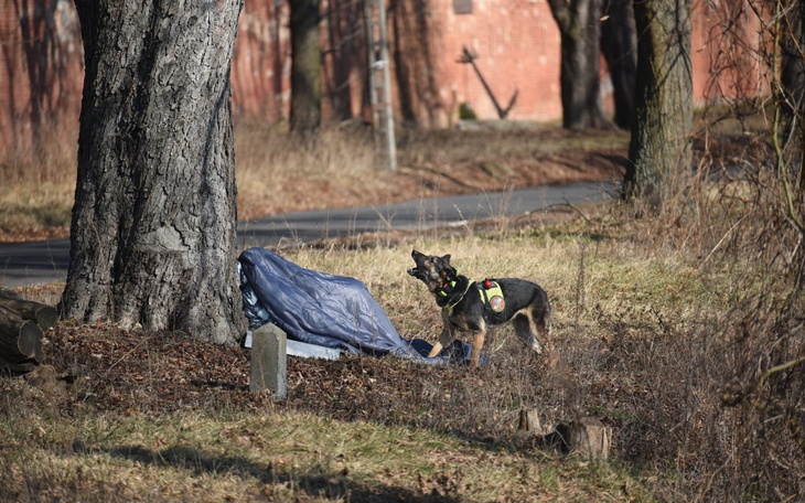 Pies w lesie, obok drzewa, wygląda na zaniepokojonego.