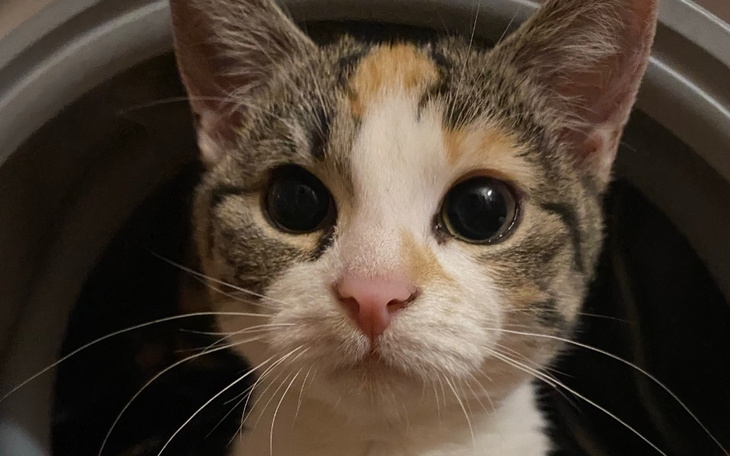 Zbiórka Uratuj życie trzykolorce - zdjęcie główne