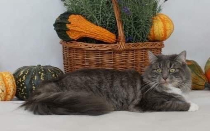 Zbiórka Na lek ratujący życie dla Nemi - zdjęcie główne