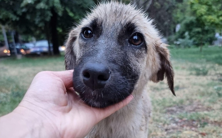 Zbiórka Na ratunek psom w Macedonii - zdjęcie główne