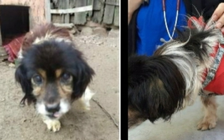 Zbiórka Na ratunek 12 psim staruszkom - zdjęcie główne