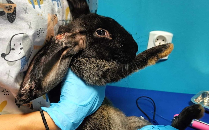 Zajączek w rękach weterynarza, gotowy do badania.