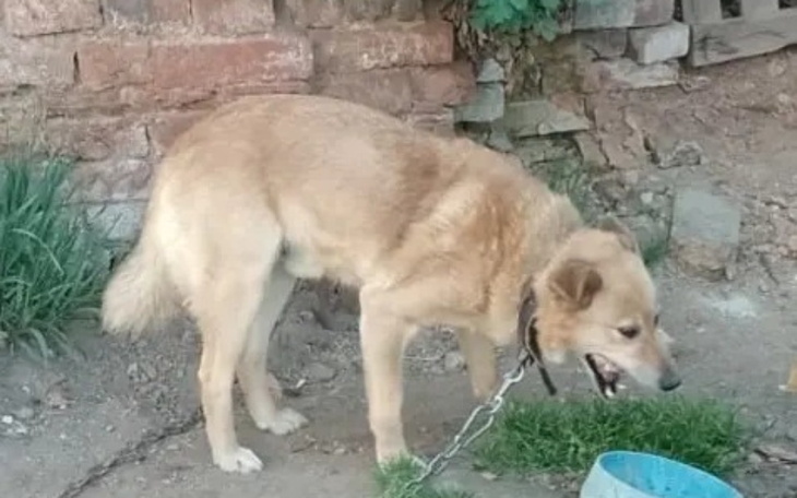 Zbiórka Zbiórka na hotelik Tofika. - zdjęcie główne