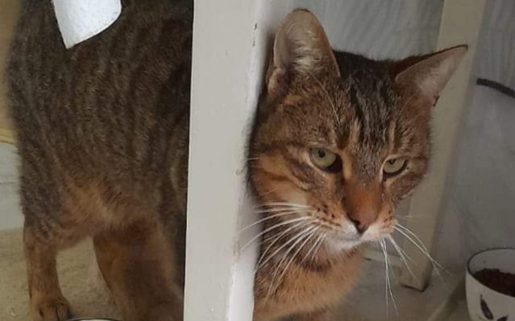 Zbiórka Lek Intenferon dla kotka - zdjęcie główne