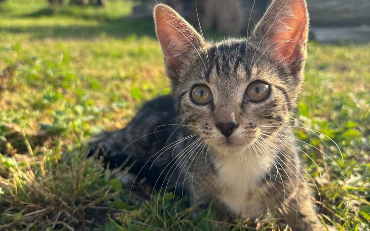 Zbiórka Młode kotki - zdjęcie główne