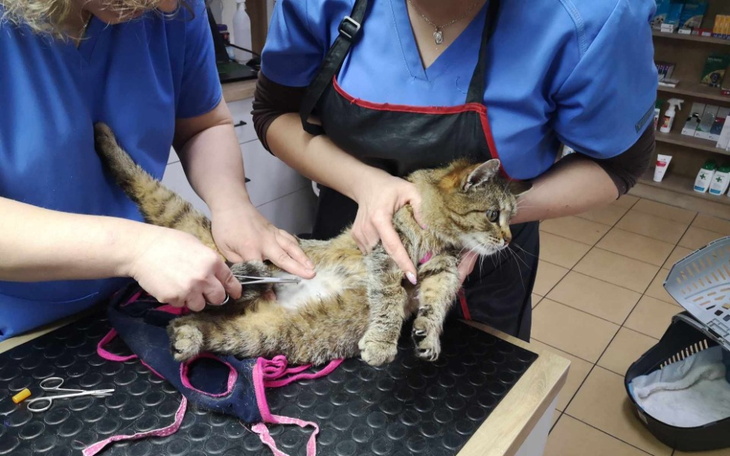 Zbiórka Pomoc bezdomnym kotom w mieście - zdjęcie główne