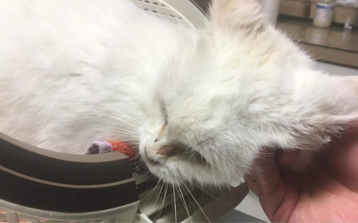 Zbiórka Pomoc dla Bianki - zdjęcie główne