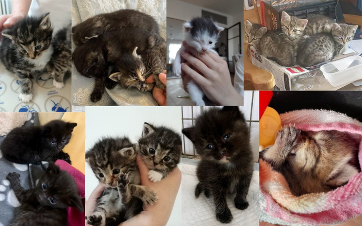 Zbiórka Ratujemy kocie maluszki - zdjęcie główne