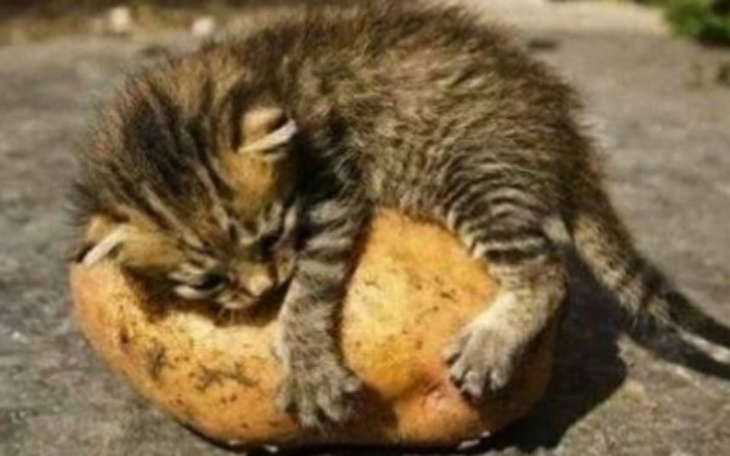 Zbiórka Skarbonka dla Felineusek - zdjęcie główne