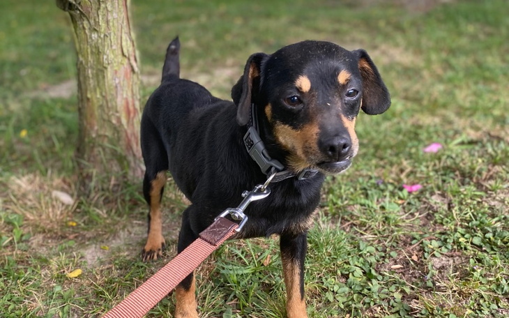 Zbiórka Sześć biedaków-ratujmy - zdjęcie główne