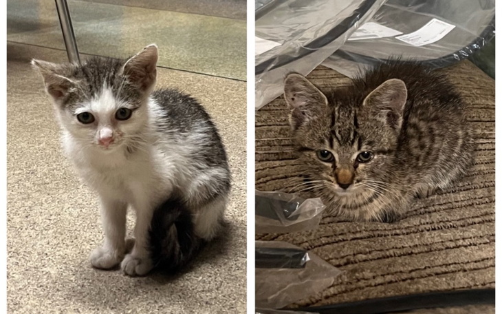 Zbiórka Kotki wyrzucone z auta - zdjęcie główne