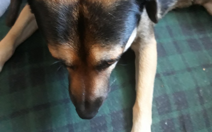 Zbiórka Zbiórka na leczenie psa z - zdjęcie główne