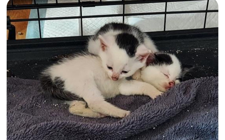 Dwa małe kocięta śpiące na miękkim kocyku.