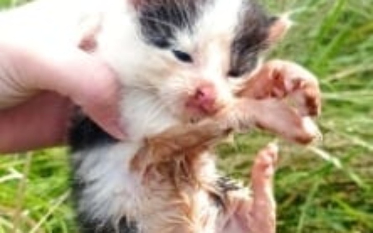 Zbiórka Oby przeżyły - zdjęcie główne