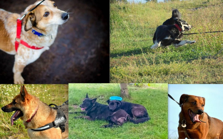 Zbiórka Ratunek przed kleszczami! - zdjęcie główne