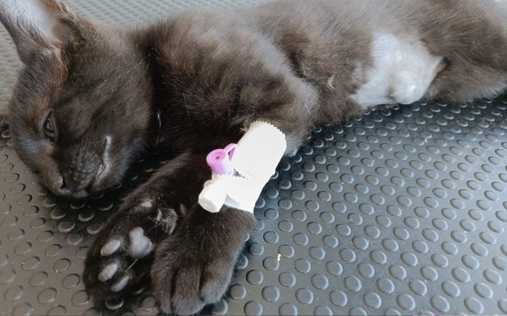 Zbiórka Operacja Adasia - zdjęcie główne