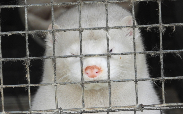 Zbiórka Śledztwa dla zwierząt 2024 - zdjęcie główne