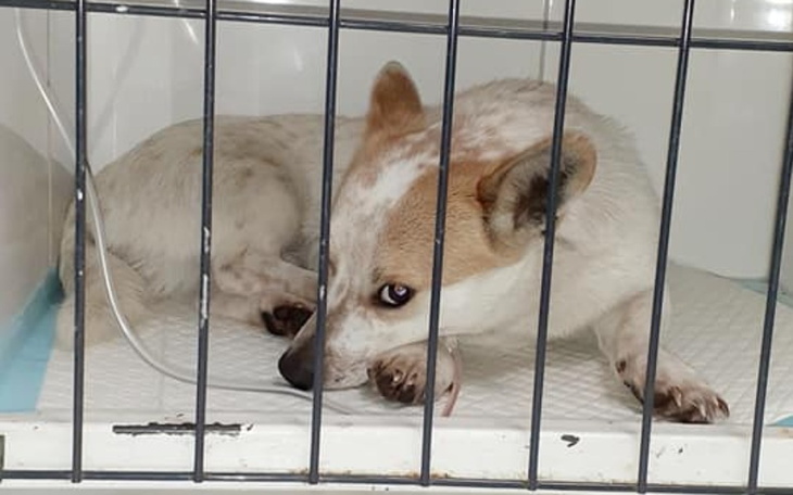 Zbiórka Wyrzucony Korgiś walczy o życie - zdjęcie główne