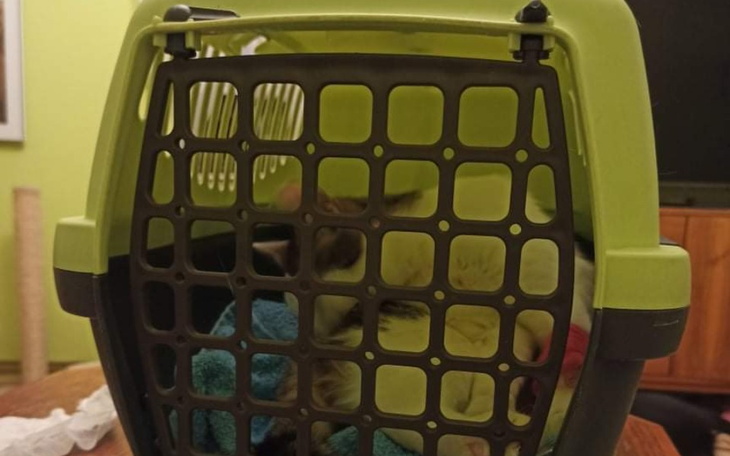 Zbiórka Porzucone na pewną śmierć - zdjęcie główne