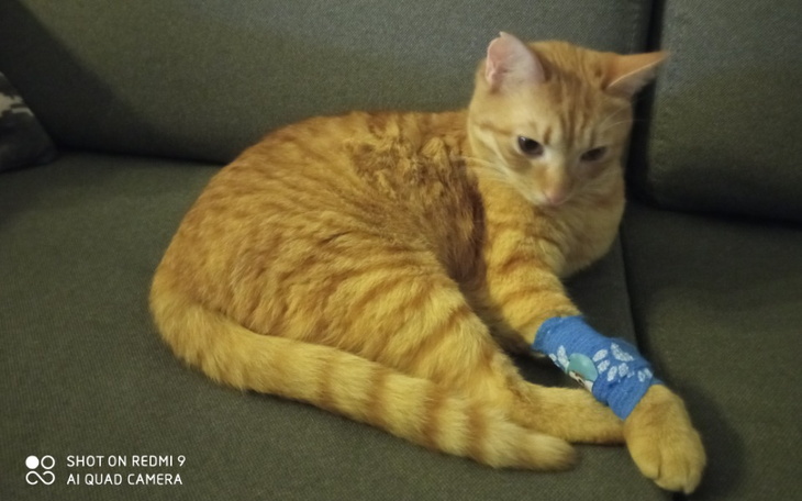 Zbiórka LILU - zapalenie otrzewnej - zdjęcie główne