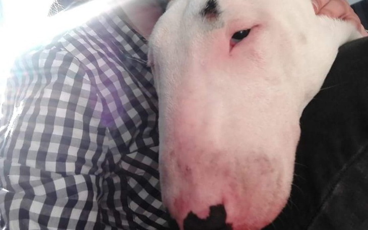 Zbiórka Dla chorego pieska - zdjęcie główne