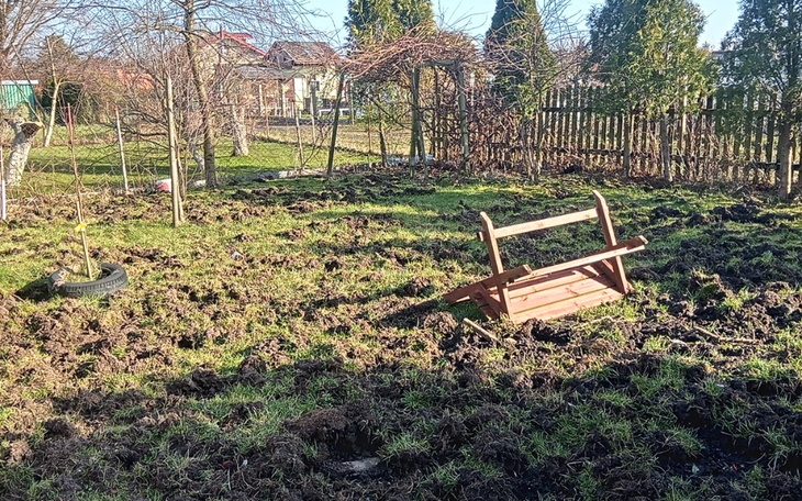 Zbiórka Nowy płot.Dziki niszczą wszystko - zdjęcie główne