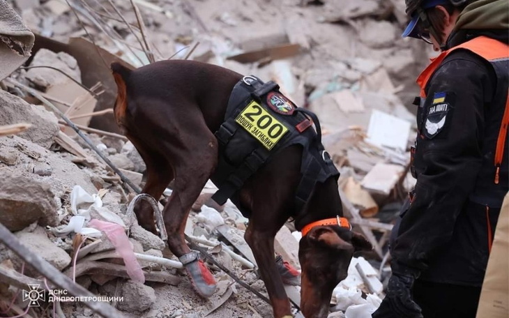 Pies ratunkowy przeszukujący gruz w poszukiwaniu osób zaginionych.