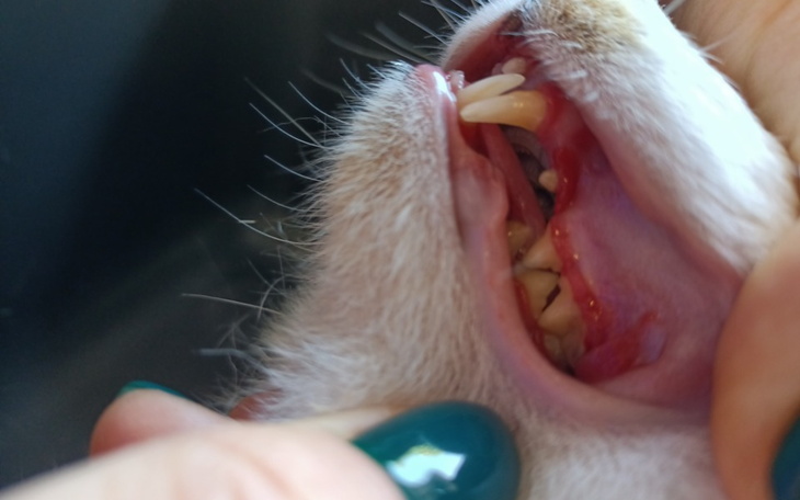 Zbiórka Zabieg zębów bezdomnego Toniego - zdjęcie główne