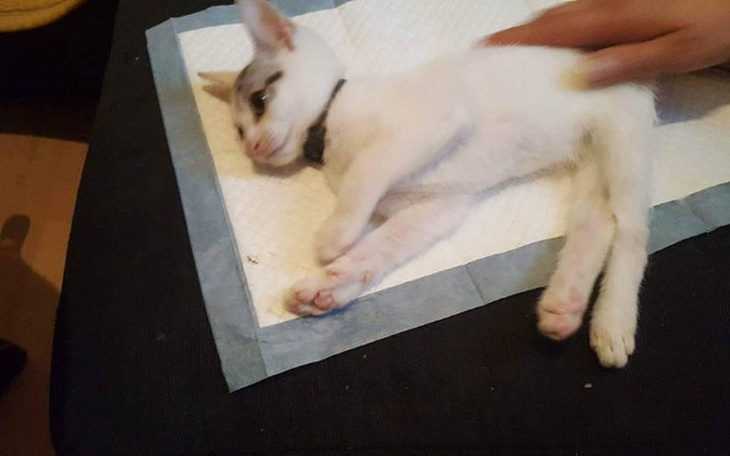 Zbiórka Odebrana Szansa - zdjęcie główne