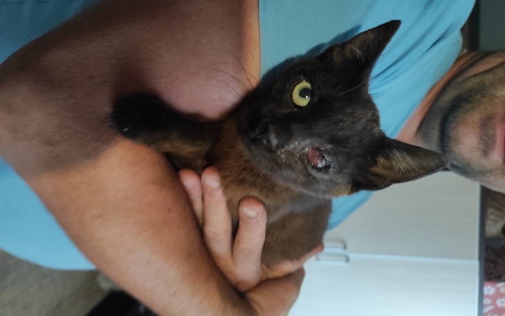 Zbiórka Kociaki 2022 - zdjęcie główne