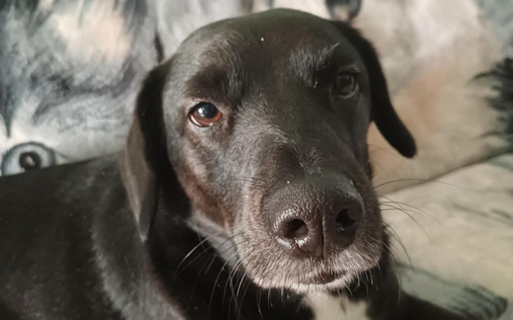 Czarny pies patrzący w obiektyw, z wyrazem ciekawości.