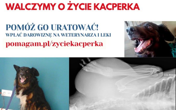 Zbiórka Ratujemy zwierzęta, życie - zdjęcie główne