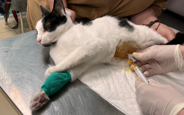 Kot w klinice weterynaryjnej, otrzymujący zastrzyk.