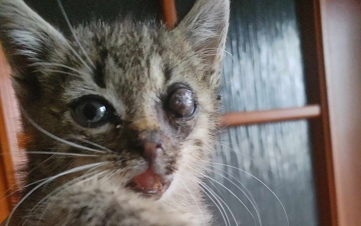 Zbiórka Na pomoc małemu bezdomniakowi - zdjęcie główne