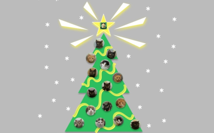 Zbiórka Świąteczna paczka- radość kociac - zdjęcie główne