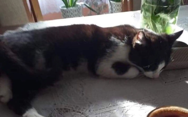 Zbiórka Kicia walczy o życie z FIP - zdjęcie główne