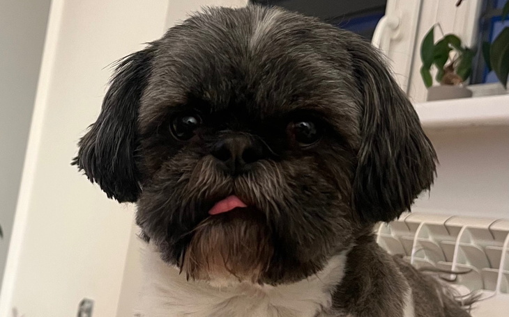 Pies rasy Shih Tzu z wystającym językiem.