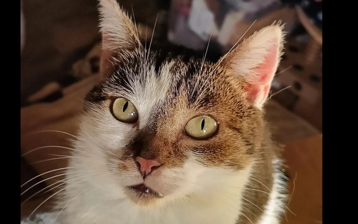 Zbiórka Pomocy Mami tragedia w buzi - zdjęcie główne