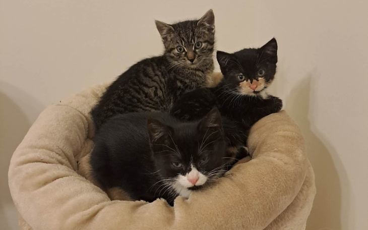 Zbiórka Na pełne kocie brzuszki - zdjęcie główne