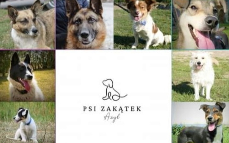 Zbiórka Klatka Kennelowa dla Przytuliska - zdjęcie główne