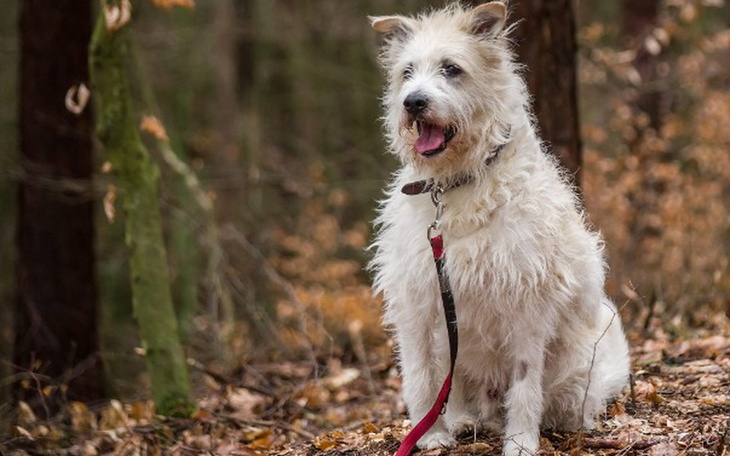 Zbiórka Szagi potrzebuje rehabilitacji - zdjęcie główne