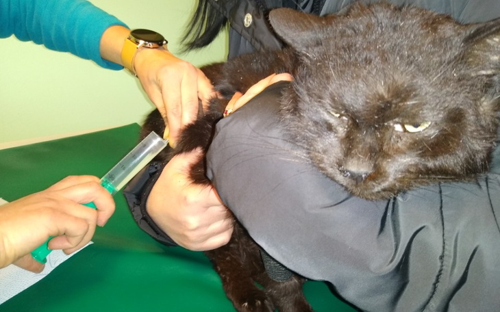 Zbiórka Wyniszczony, chory bezdomniak - zdjęcie główne