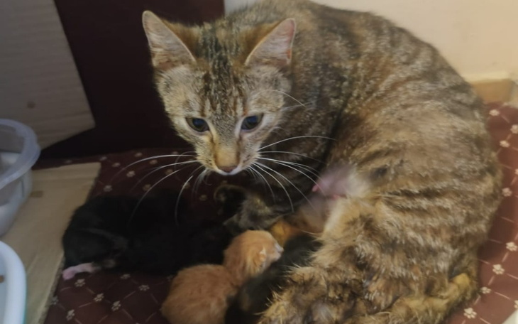 Zbiórka Chora ciężarna kotka w potrzebie - zdjęcie główne