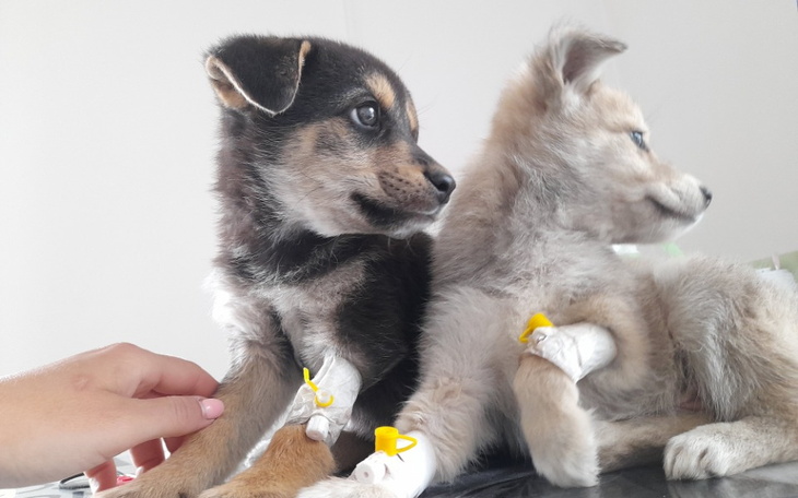 Zbiórka Szczenięta i Charlie - zdjęcie główne