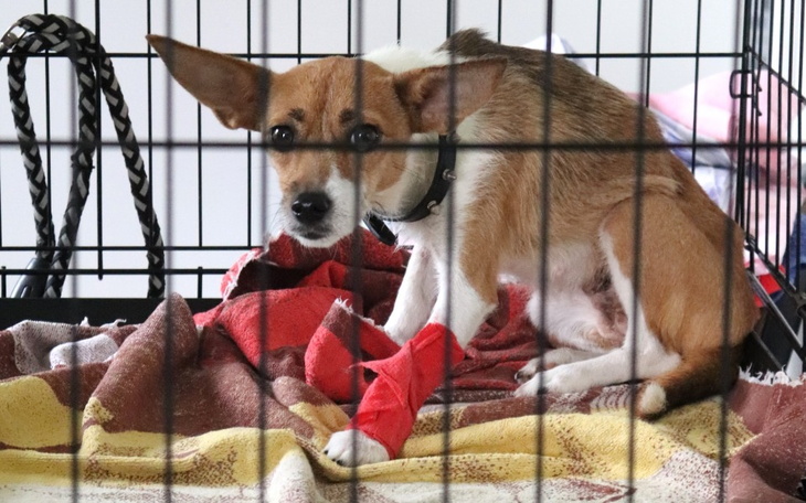 Zbiórka na spłatę długu GRYZI - zdjęcie główne