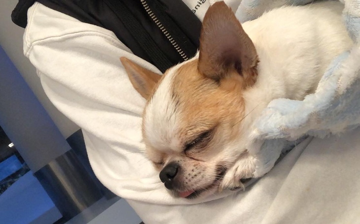 Zbiórka Rezonans i dalsze leczenie Rysia - zdjęcie główne