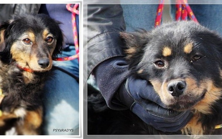 Zbiórka Mufka i Martin proszą o pomoc - zdjęcie główne