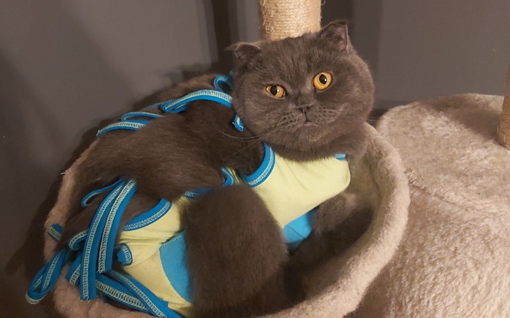 Zbiórka LeOś Śmiertelnie Chory na FIP - zdjęcie główne