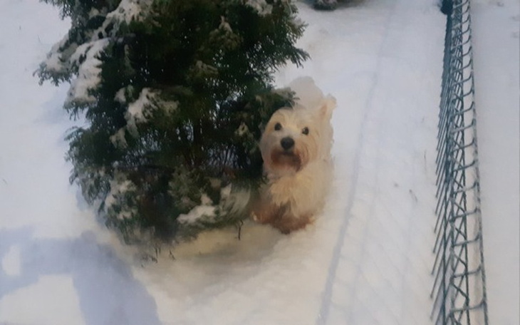 Zbiórka Leczenie psa operacja . - zdjęcie główne